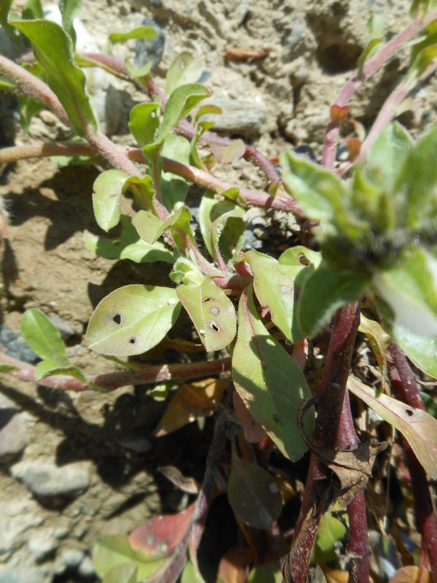 Convolvulus tricolor L. subsp. cupanianus / Vilucchio di Cupani